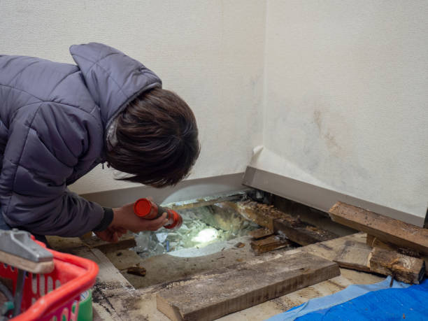 Best Mold Damage Restoration  in Ashland, WI